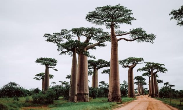 Habitat Pohon Baobab