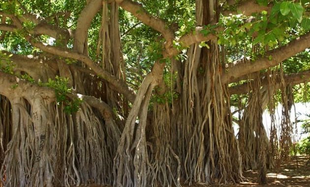 Pohon Beringin Pengertian Morfologi Habitat Manfaatnya Hot Sex Picture