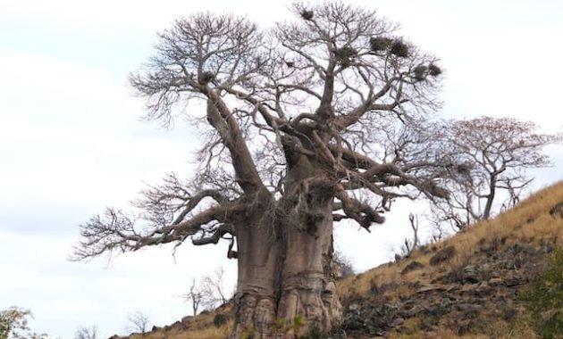 Karakteristik Pohon Baobab