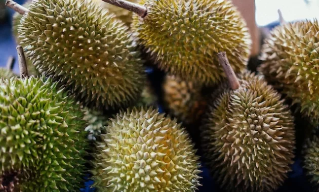 Jenis-Jenis Durian