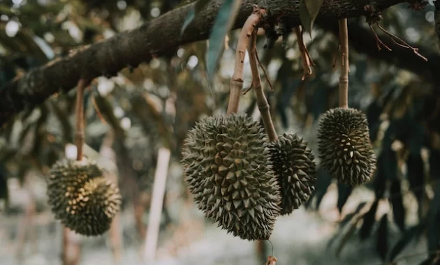 Morfologi Pohon Durian