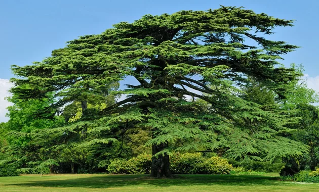 Pohon Cedar